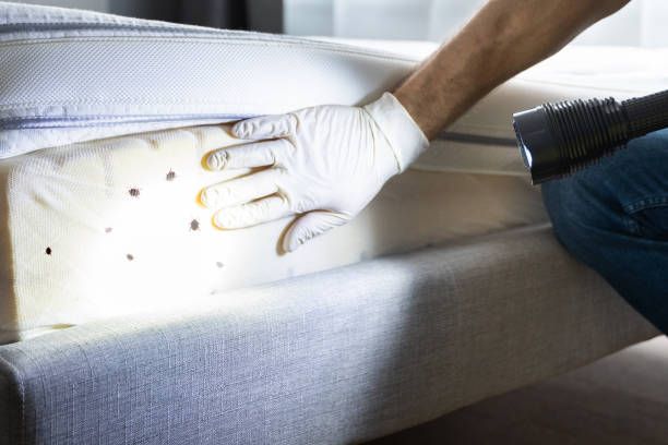 Best Pest Removal Services  in Modesto, CA
