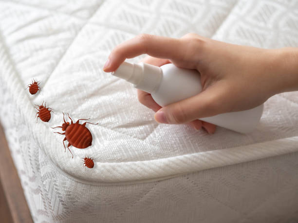 Best Local Pest Control Services  in Modesto, CA
